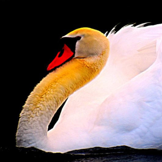 Heet Roze Roos op Zwart Stropdas