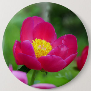 Heet Roze Roos Ronde Button 6,0 Cm