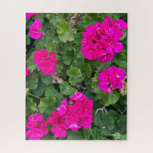 Heet Roze Zonale Geranium, San Mateo Legpuzzel