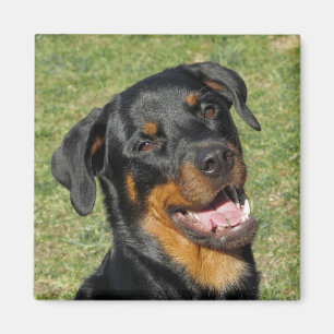 Heidi Cute Rottweiler Magnet Magneet