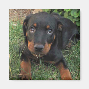 Heidi Guilt Puppy Magnet Magneet