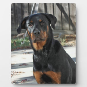 Heidi Rottweiler Backyard Photo Plaque Fotoplaat