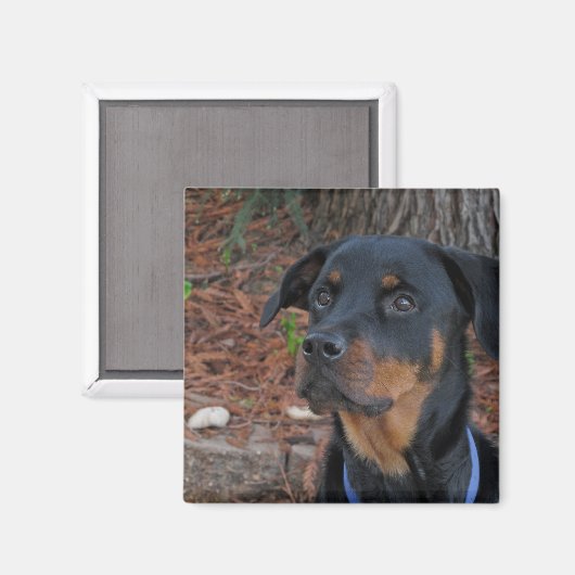 Heidi Rottweiler Magnet (Recto/Verso)