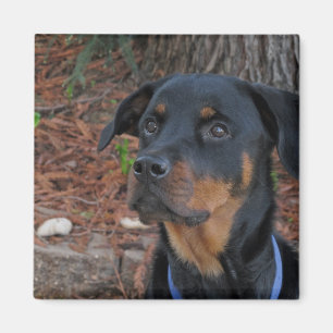 Heidi Rottweiler Magnet Magneet