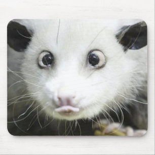 Heidi The Cross Eyed Opossum Muismat