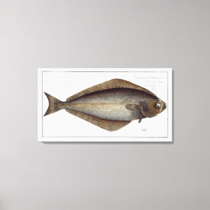 heilbot (Pleuronectes Hippoglossus) bord XLVII fr Canvas Afdruk