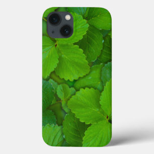 Heilige Basilicum Tulsi groene munt bladeren iPhone 13 Hoesje