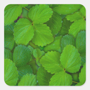 Heilige Basilicum Tulsi groene munt bladeren Vierkante Sticker