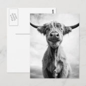 Heilige Cow Mesotint Style Art Fotografie Briefkaart (Voorkant / Achterkant)