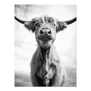 Heilige Cow Mesotint Style Art Fotografie Foto Afdruk