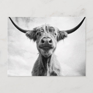 Heilige Kow Mesotint Style Art Fotografie L Briefkaart