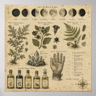 Heksenmaanfasen Botanische Plaat Poster