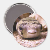 Helaïneblaasbaars Magneet (Voorkant / Achterkant)