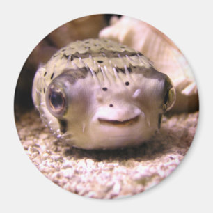 Helaïneblaasvis Magneet