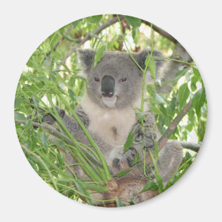 Helaine's Koala Beer Magneet