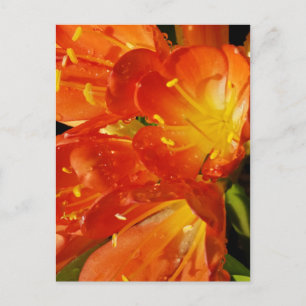 Helder bloemrijk natuurfotografie van dichtbij briefkaart