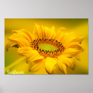 Helder Geel Zonnebloem Mat Wandkunst Poster