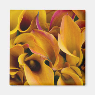 Helder gekleurde calla's bij de magneet