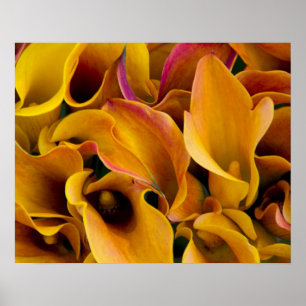 Helder gekleurde calla's bij de poster