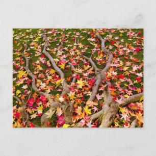 Helder kleurrijke mantel Leaf Briefkaart