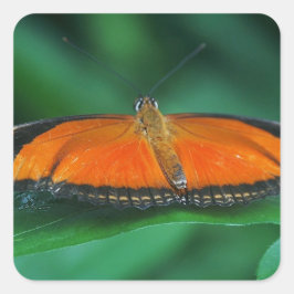 Helder Oranje en zwarte vlinder op leder Vierkante Sticker