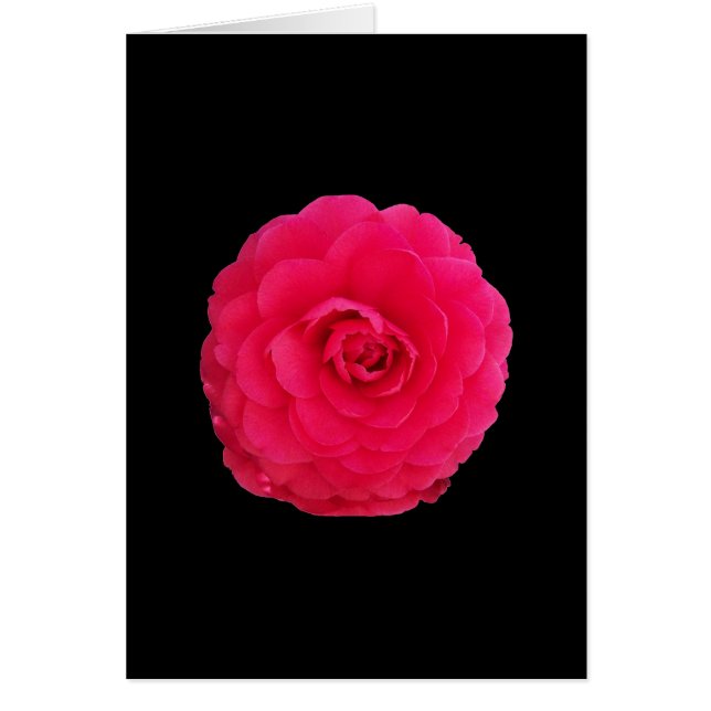 Helder Roze Camellia (Voorkant)