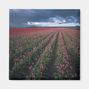Helder roze en rode tulpen lichten op onder donker magneet