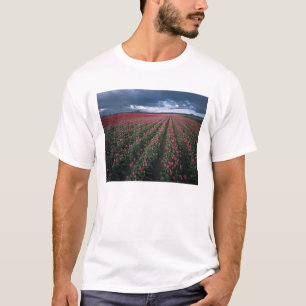 Helder roze en rode tulpen lichten op onder donker t-shirt