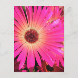Helder Roze Madeliefjes Briefkaart