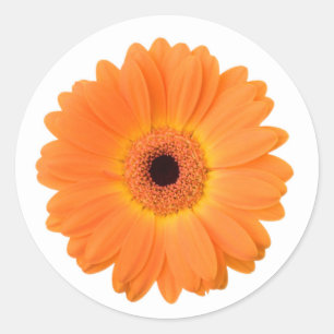 Helder Sinaasappel Gerbera Daisy Flower Ronde Sticker