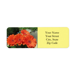 Helder Sinaasappel Gerbera Daisy Foto Geel Etiket