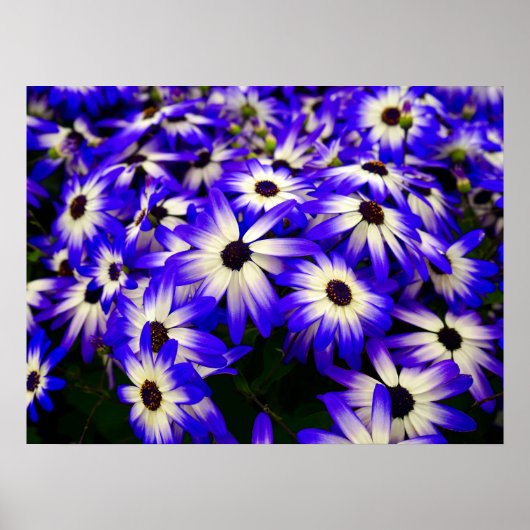 Heldere blauwe en witte digitale bloemen poster (Voorkant)