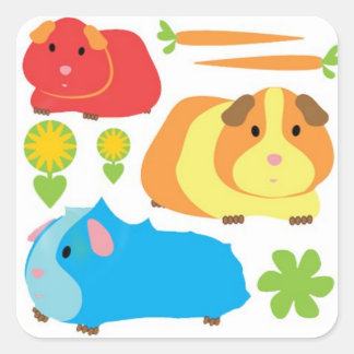 Heldere cavia's vierkante sticker