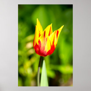 Heldere geel-rode tulp Foto Poster