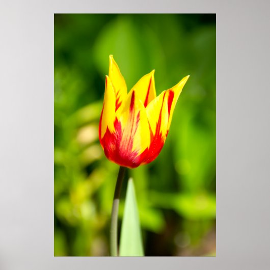 Heldere geel-rode tulp Foto Poster (Voorkant)
