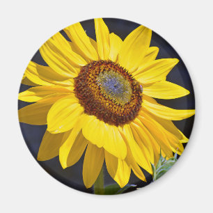Heldere gele zonnebloem magneet