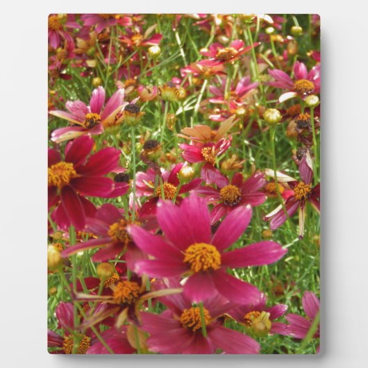 Heldere Hot Pink en gele Daisy bloemen Fotoplaat (Voorkant)