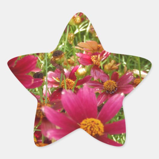 Heldere Hot Pink en gele Daisy bloemen Ster Sticker (Voorkant)