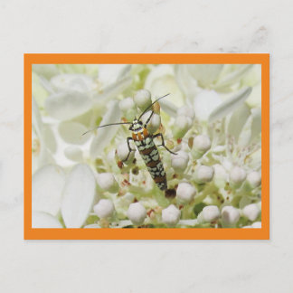 Heldere insecten op witte bloesems briefkaart