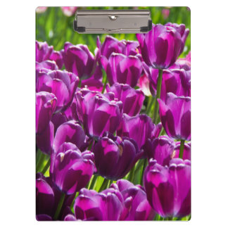 Heldere lila tulpen op een zonnige dag klembord