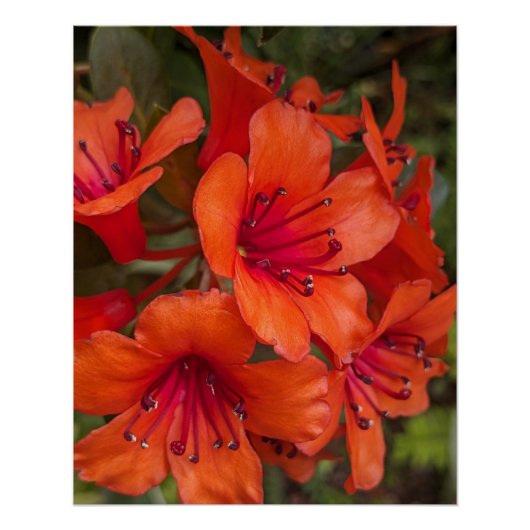 Heldere Oranje Rhododendron Blooms Bloemen Perfect Poster (Voorkant)