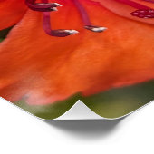Heldere Oranje Rhododendron Blooms Bloemen Perfect Poster (Hoek)