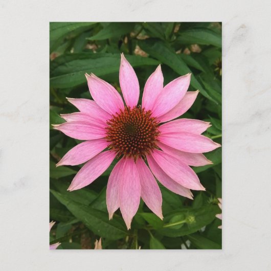 Heldere Paarse Coneflower Briefkaart (Voorkant)