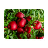 Heldere rode appels magneet (Horizontaal)