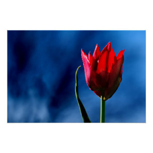 Heldere rode tulp op donkerblauwe achtergrond perfect poster
