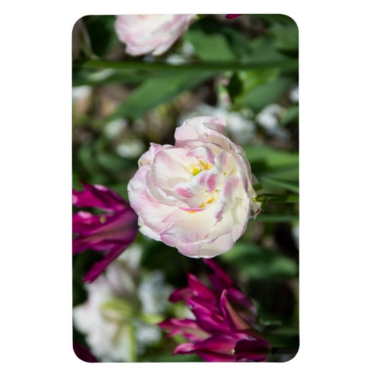 Heldere roze tulpen op een zonnige dag magneet (Verticaal)