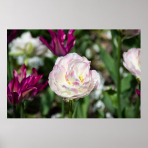 Heldere roze tulpen op een zonnige dag poster