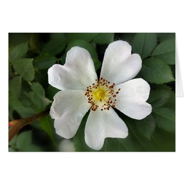 heldere witte bloem (Voorkant Horizontaal)