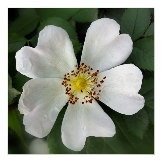 heldere witte bloem perfect poster (Voorkant)