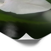 heldere witte bloem perfect poster (Hoek)